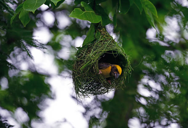 istock Birds - In bush, foliage, herbage and canopy - 2 1511478370