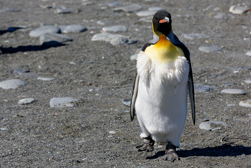 Molting King Penguin walking on South Georgia Island, Gold Harbour - Antarctica expedition