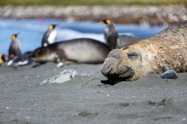 istock Elephant Seals and King penguins (Aptenodytes patagonicus) 1511482778
