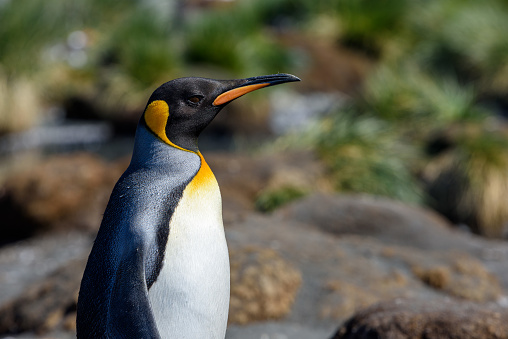 Sunny profile photo of a King Penguin seen on South Georgia Island - Antarctica expedition