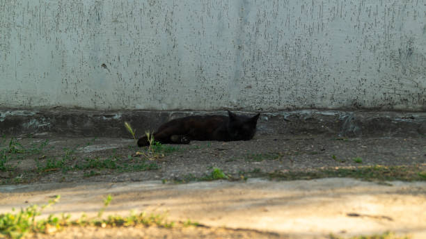 istock A black cat. A homeless cat is sleeping. A black cat sleeps outside 1511483926