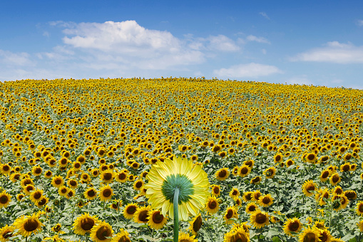 A sunflower looking in a different direction in a field of sunflowers