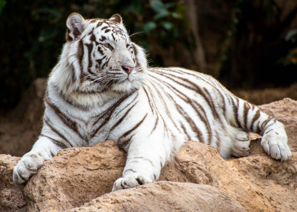 istock Loro Parque, Tenerife 1511508691