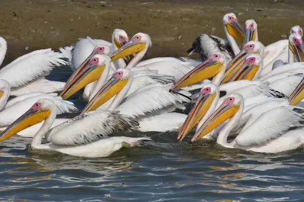 Photo of BIRDS - Set of bird images from NW India - A