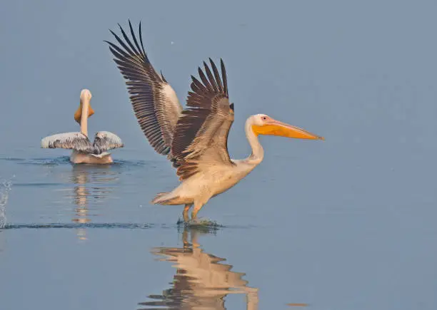 Photo of BIRDS - Set of bird images from NW India - A