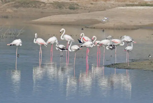 Photo of BIRDS - Set of bird images from NW India - A