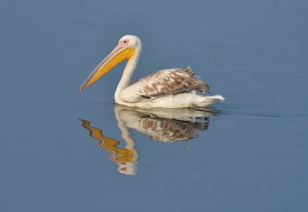 Photo of BIRDS - Set of bird images from NW India - A