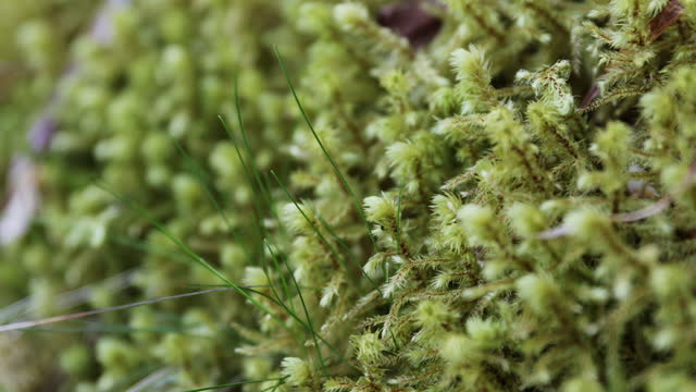 Close-up View of Fresh Spring Plants of Norwegian Forest