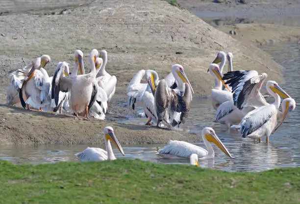 Photo of BIRDS - Set of bird images from NW India - A