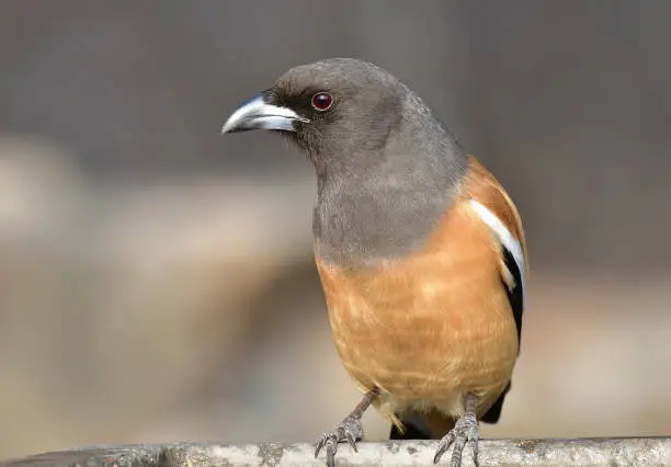 Photo of BIRDS - Set of bird images from NW India - A