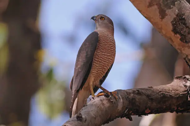 Photo of BIRDS - Set of bird images from NW India - A