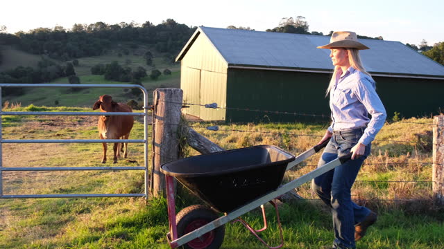 Young woman farmer pushing a wheelbarrow in front of a barn and cow