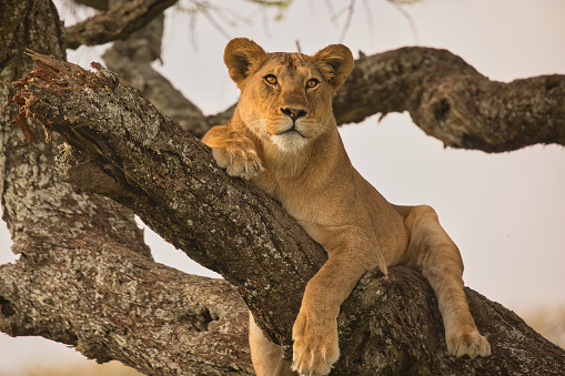 lioness on the tree. Serengeti National Park. Tanzania. Africa