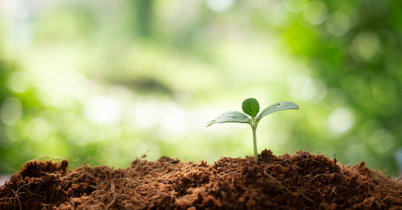 Green sprout (tomato) in the dirt isolated on a white background. Side view.