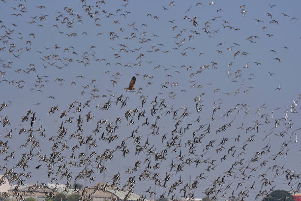 istock BIRDS - mix set from west-northwest India - 2A 1511530759