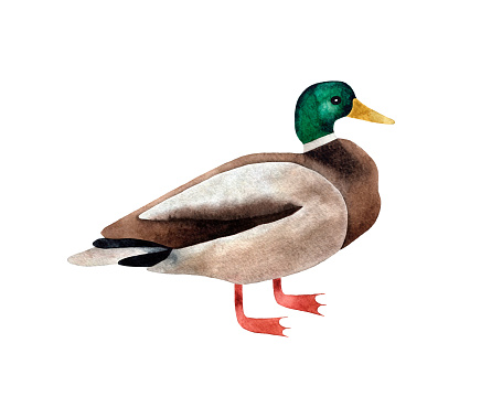 istock Hand painted watercolor illustration of Duck bird. Isolated on white background 1511533486