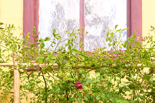 window with a wooden frame in the country, red roses growing