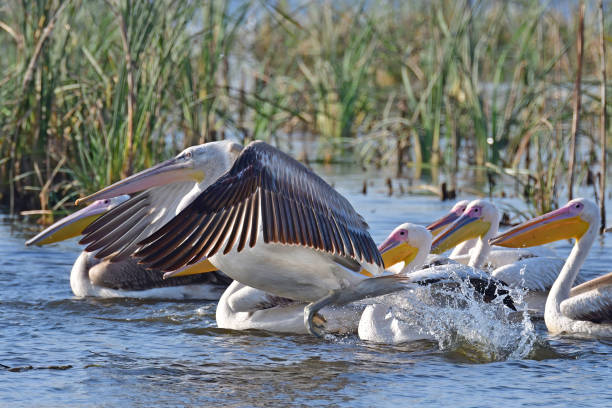 istock BIRDS - mix set from west-northwest India - 2A 1511535473
