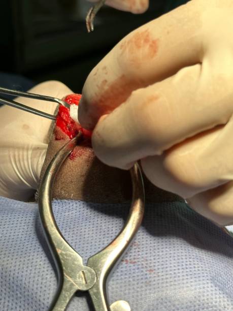 istock Dog patellar luxation right leg operations surgeon 1511537094