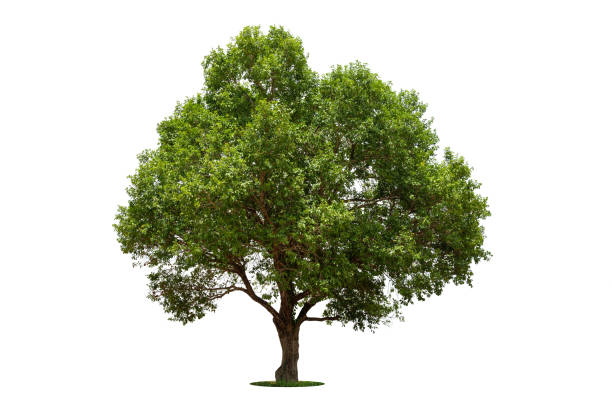 istock isolated tree on white background isolated tropical tree used for advertising and architecture design 1511539344