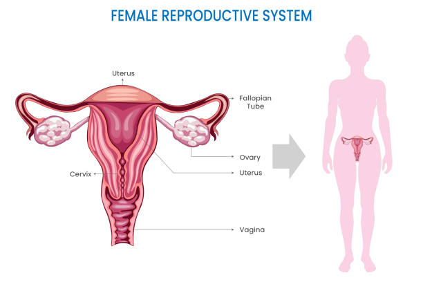 bildbanksillustrationer, clip art samt tecknat material och ikoner med female reproductive system, ovaries, uterus, vagina which facilitates reproduction - äggledare illustrationer