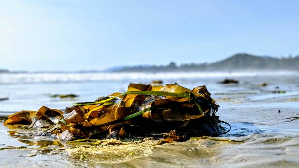 Seeweed Seedweed on the beach at Vancouver island algue stock pictures, royalty-free photos & images