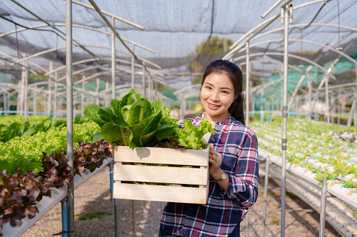 Hydroponics vegetable farm. Young asian woman smile harvesting vegetables from her hydroponics farm. Concept of growing organic vegetables and health food.