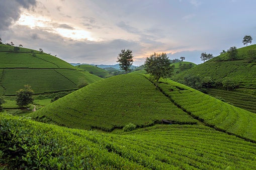 Long Coc tea hill, Phu Tho province, Vietnam