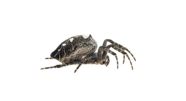 istock Tropical tent-web spider isolated on white background, Cyrtophora citricola 1511557334
