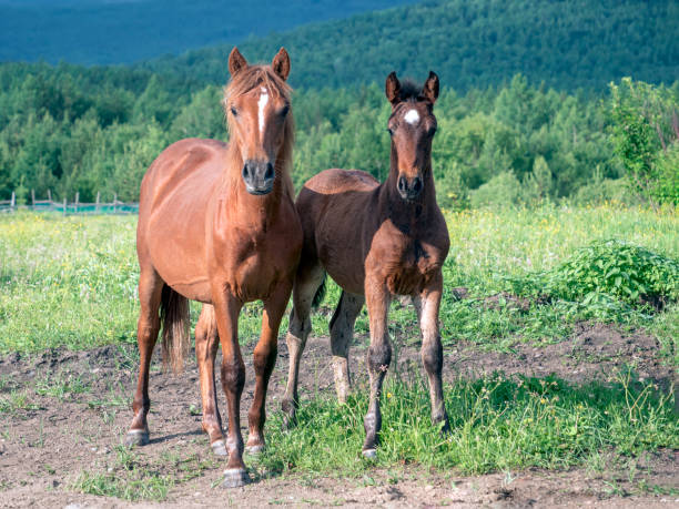 istock Two young horses are looking at the camera 1511567723