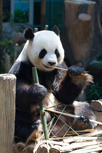 Giant panda (Ailuropoda melanoleuca). Wildlife animal. Eating bamboo