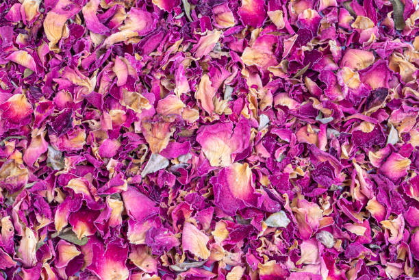 istock Dry rose flower petals tea 1511612919