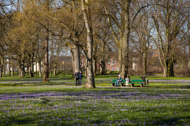 Husum,Germany, Europe- June 20,2023Crocus (Crokus), palace gardens