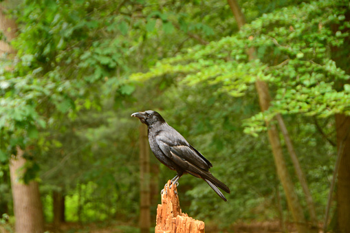 Single black Raven bird standing on top of a tree stump with the forest in the background.