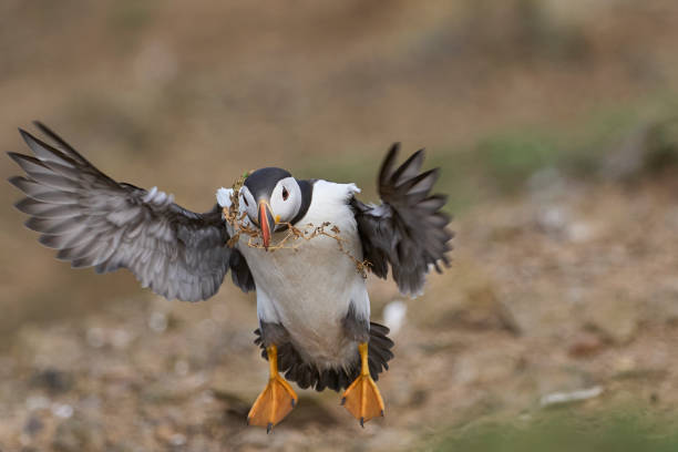 istock Puffin landing with vegetation 1511649655