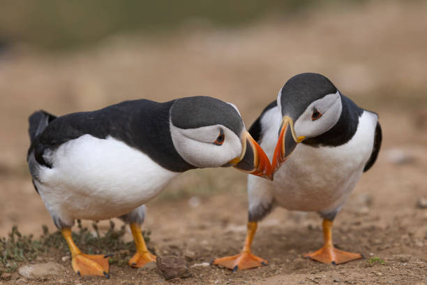 ツノメドリの相互作用 - endangered species 写真 ストックフォトと画像