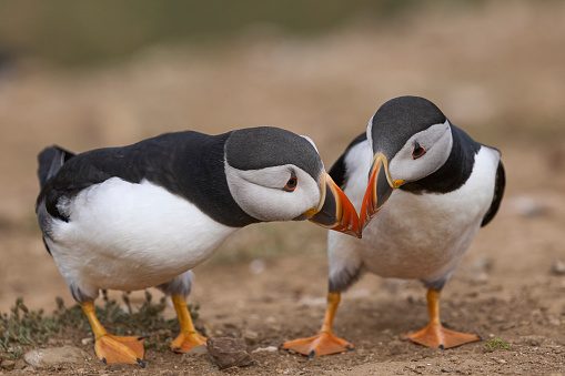 Atlantic puffin (Fratercula arctica) interacting on the cliffs of Skomer Island off the coast of Pembrokeshire in Wales, United Kingdom