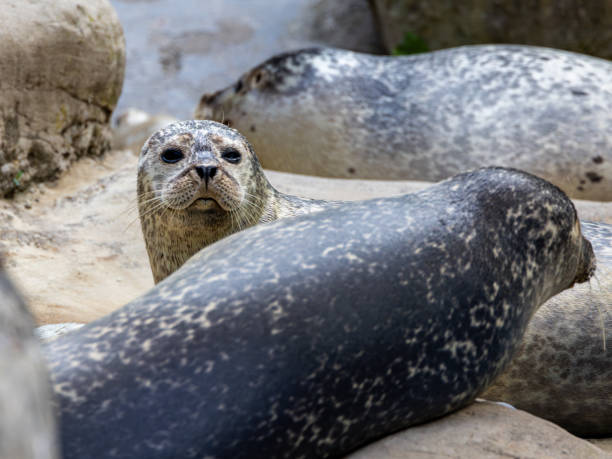 istock Seal sibling looking after his baby 1511660859