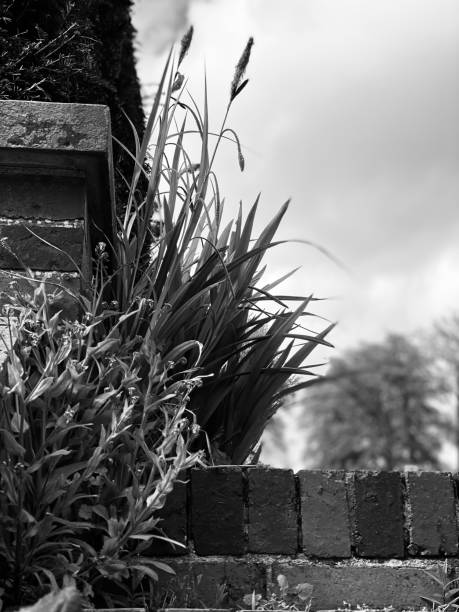 istock grass on top of steps 1511674176