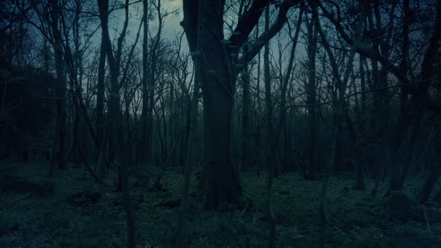 Dark Woodland On Bleak Day