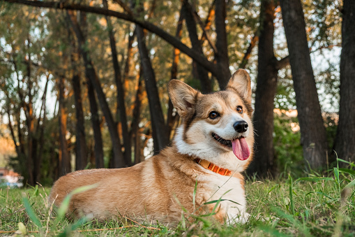 Welsh Corgi Pembroke puppy on grass outdoor, happy smiling dog.