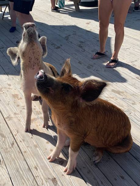istock Swim with pigs 1511688223