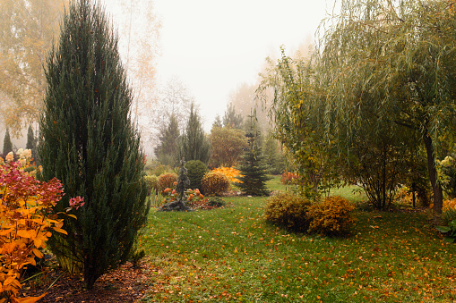 natural country garden in foggy autumn day. Bright colors and curvy lines, green lawn. Slow living.