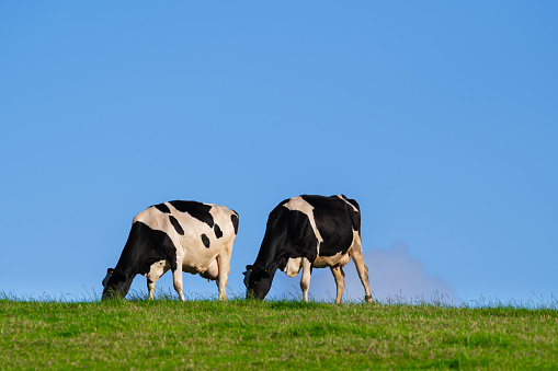 Two dairy cattle grazing in a field in the early evening in Scotland