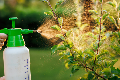 Spraying tree with pesticide against pests and diseases in the garden using crop sprayer