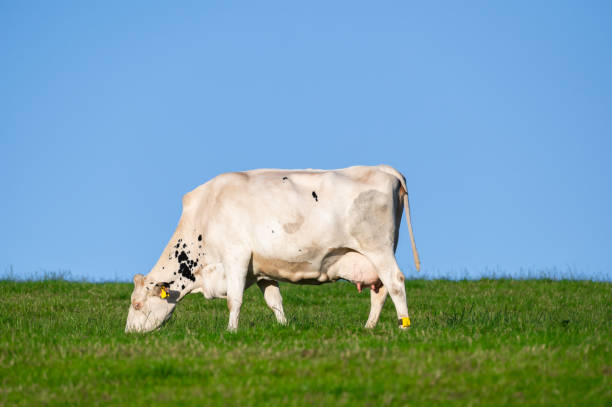 Free Stock Photo of White Cow Standing in Grass Field | Download Free ...