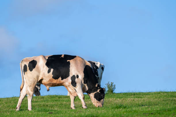 istock One Holstein bull and cows grazing in a field 1511699568