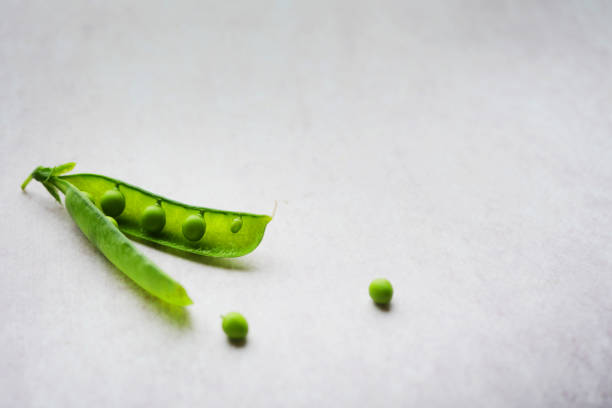Close up of two open pea pods with many peas against dark background.