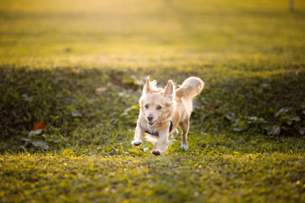 Dog walk in the park on weekends