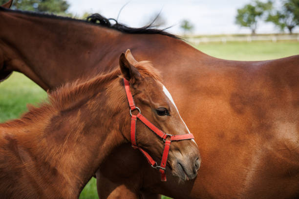 istock Foal standing at horse mare 1511702244
